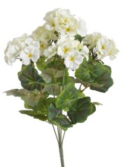 pelargonie trs x5 - bílá