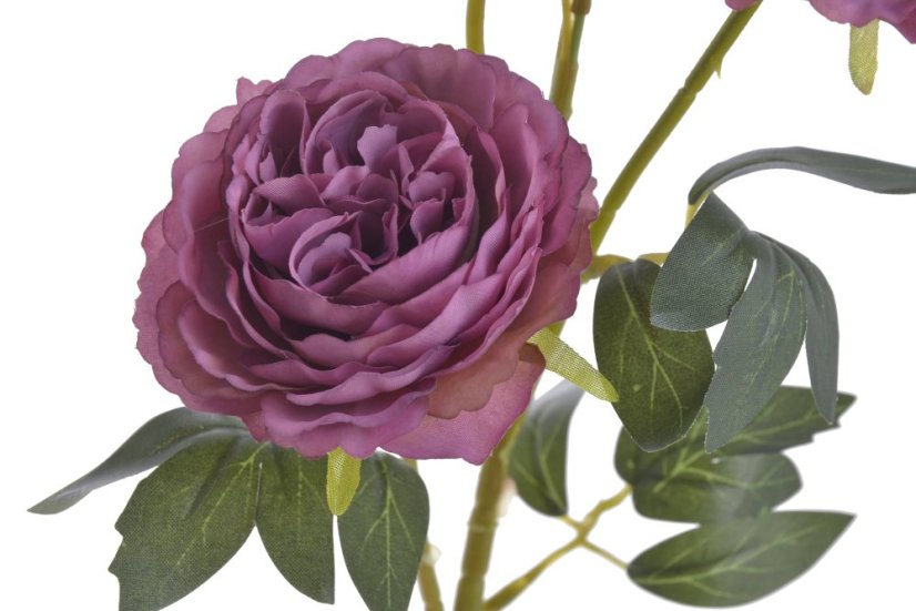 plnokvětá růže 65 cm - růžovofialová