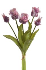 tulipán papouškovitý (5 ks) - purpurová