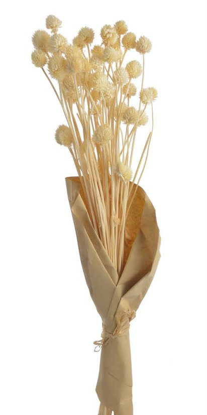 kraspédie - craspedia 65-75 cm (50 g) - bílá