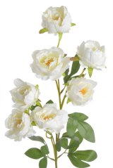 pivoňka čínská 72 cm - bílá