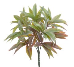 ruscus trs - zelená/červená