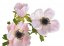anemon 57 cm - světlá růžová