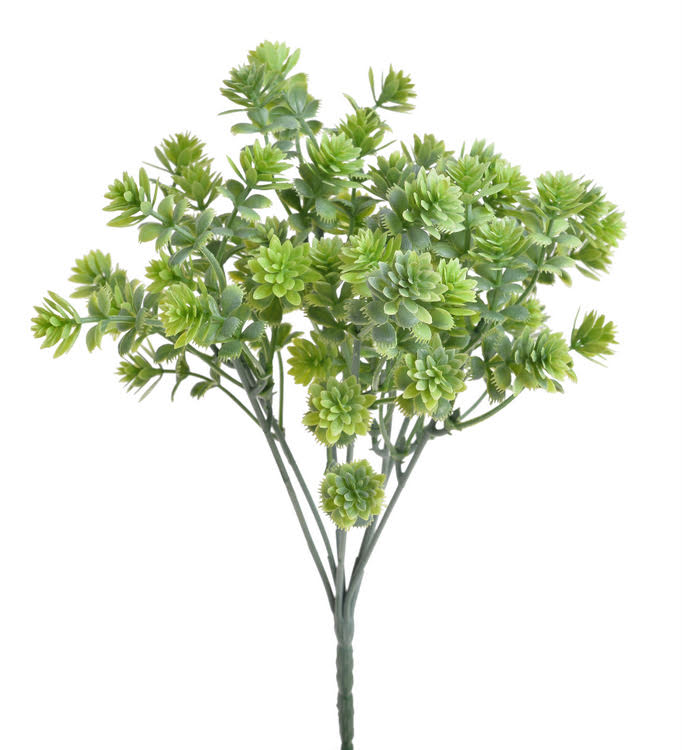 rozchodník x5 - zelená