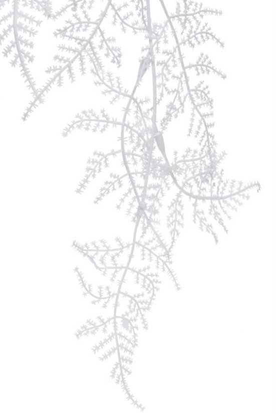 kapradí visící - trs x 5 - bílé