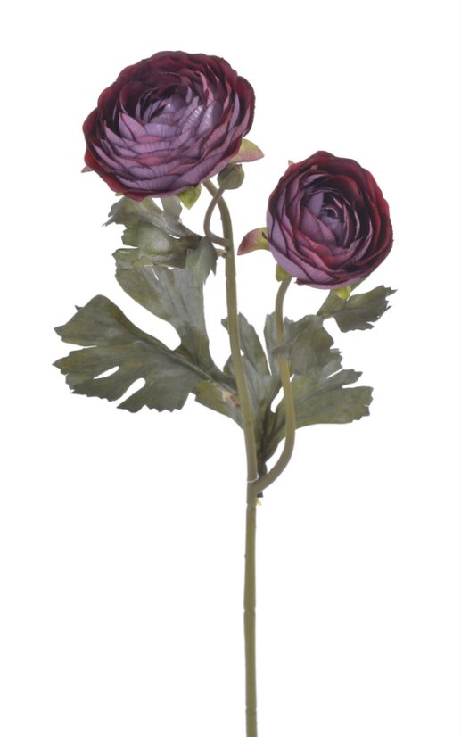 pryskyřník 50 cm - vínovofialová