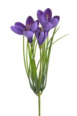 krokus 30 cm -  fialová