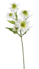 echinacea 72 cm - bílá se zelenými středy