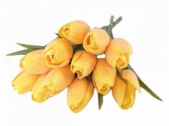 tulipán s listem (6 ks) - žloutková