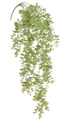 eukalyptus převislý - zelená světlá
