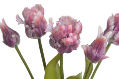 tulipán papouškovitý (5 ks) - purpurová