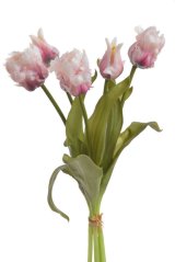 tulipán papouškovitý (5 ks) - bílá s purpurovým podbarvením