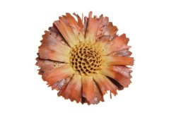 repens supercut 6/7, světlá (5 ks)