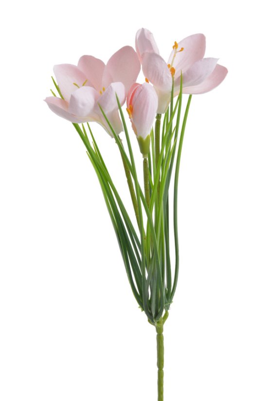 krokus 30 cm -  růžová