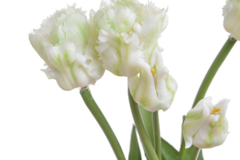 tulipán papouškovitý (5 ks) - bílá se zelenou kresbou