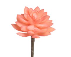 sukulent 7,5 cm - broskvová