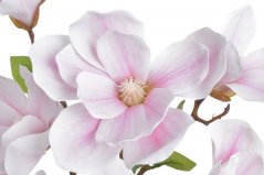 větev magnolie - světlá růžová