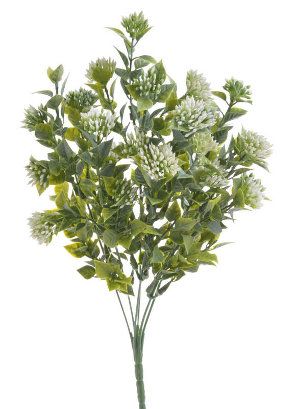 kalanchoe mini - bílá kalanchoe mini - bílá
