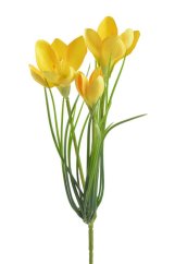 krokus 30 cm - - žlutá