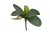 listy orchidea 22 cm