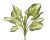 hosta 56 cm