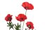 mák se čtyřmi květy - červená