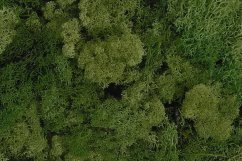 mech islandský (500 g) - mechová zelená