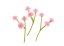 gypsophila - šater - květy (stonek 4 cm) - růžová