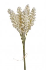 amaranthus svazek - krém