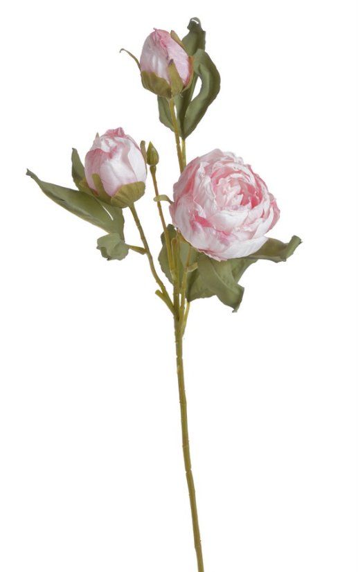 pivoňka s poupaty 56 cm  - růžová