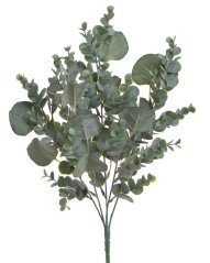 eukalyptus dva druhy listů - zelenošedá