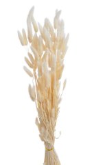 lagurus 100 g - bílý