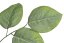 listy salal 55 cm