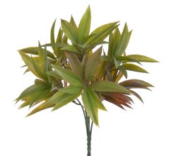 ruscus trs - zelená/vínová