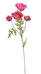 vlčí mák - růžový