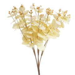 eukalyptus 50 cm - vanilková