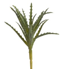 mini aloe vera - zelená