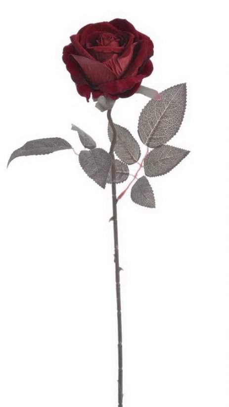 růže velvet - červená tmavá