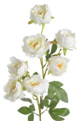 pivoňka čínská 72 cm - bílá