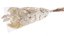 eukalyptus stabilizovaný (150 g) - bílá
