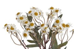 heřmánek na dlouhém stonku