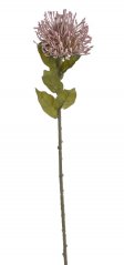 leucospermum 73 cm - růžová