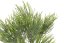 větvička trs jehličí 33 cm - namrzlá