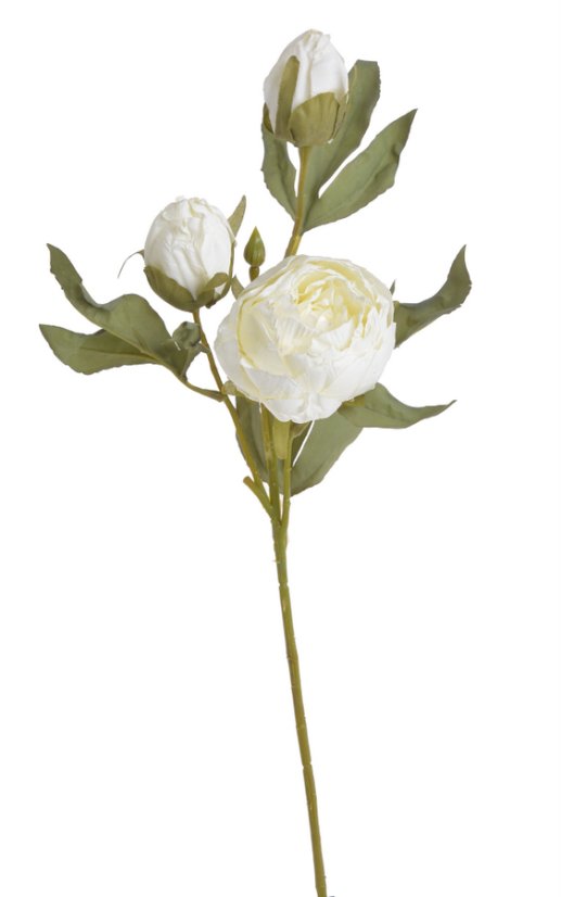 pivoňka s poupaty 56 cm  - krémová