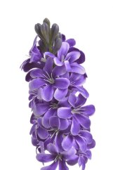 hyacint - fialová