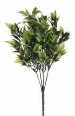 ruscus - zelená