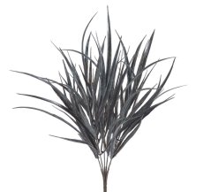 dracena x7 - šedočerná