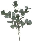 Eukalyptus