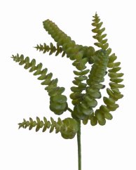 sedum burrito 27 cm - zelená