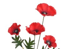 mák se čtyřmi květy - červená